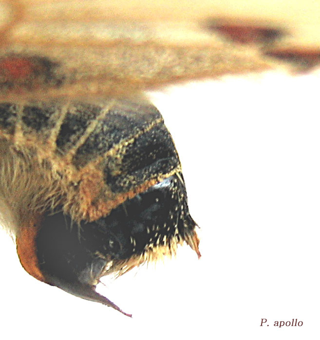 La Parnassius mnemosyne in Sicilia (Lep., Papilionidae)